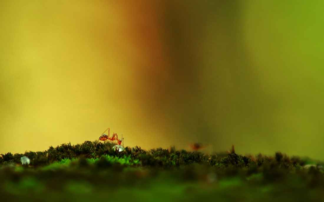 selective focus photography of red ant on green surface